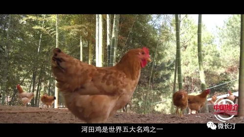 新聞聚焦丨 中國一分鐘 之河田雞刊播啦,長汀縣長馬水清向全球推介國家地理標志農產品 河田雞