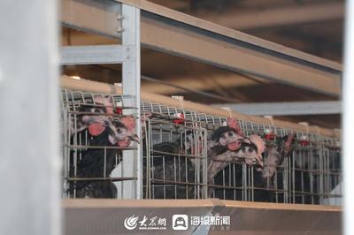 爭先·豐收密碼 | ①26年磨一劍,日照小雞舍飛出“金鳳凰”