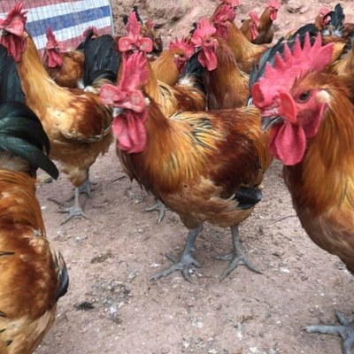 本地土雞苗批發市場 昆明市雞苗批發市場 本地雞苗出售
