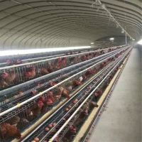 肉雞養殖大棚訂做圖片 中國供應商