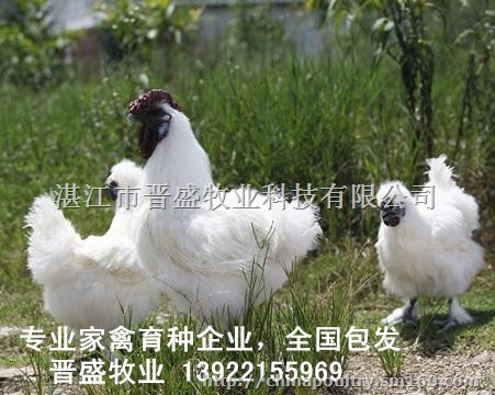 竹絲雞怎么養比較好,農村雞飼料配方