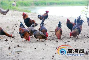 兩千只雞一起比心 90后養殖戶的新潮推銷