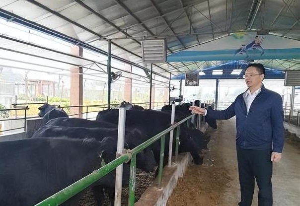 白羽肉雞行業大咖訪談錄|大風起兮--北京大風家禽育種發展紀實