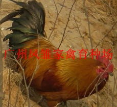 快大黃雞苗 ,廣州鳳雛家禽育種場
