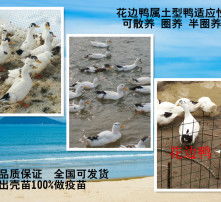 高清圖片