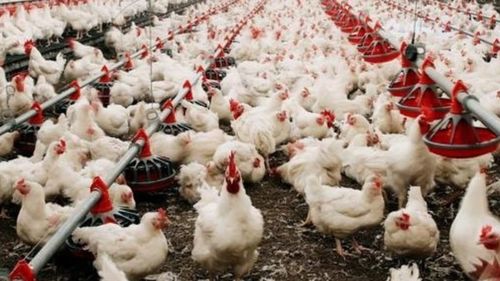 世衛確認全球首例人感染h5n2禽流感病毒病例