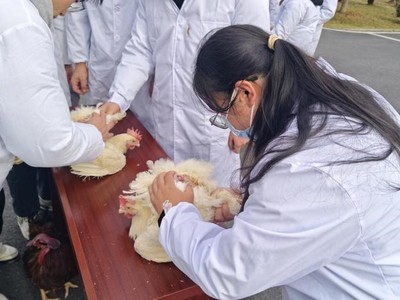我院動物科學專業《動物繁殖學》課程組師生赴銅鼓江西華裕家禽育種開展一流課程企業教學活動