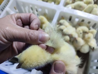 我院動物科學專業(yè)《動物繁殖學》課程組師生赴銅鼓江西華裕家禽育種開展一流課程企業(yè)教學活動