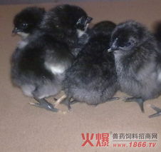 吳素琴副教授到重慶畜牧科學院進行學術交流 圖