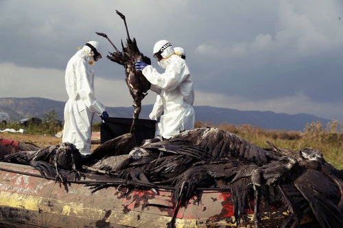 新冠疫情和禽流感互相疊加,制造 雙殺 將以色列拖入生態(tài)災(zāi)難