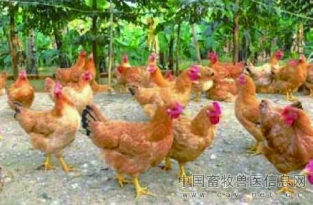 黃羽肉雞的飼養(yǎng)管理