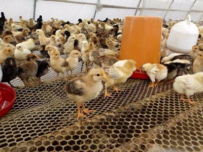 甘肅土雞苗批發,找億鑫和家禽育種,專業正規