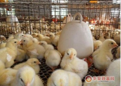 正大養雞加盟優勢有哪些?正大養雞加盟怎么樣?