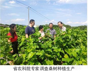 讓雞吃樹葉長大!“禽-沼-桑-飼料"生態循環種養開創揭陽家禽產業綠色發展新模式
