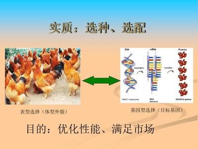 家禽育種原理及基本方法蘇紅衛模板