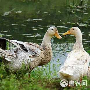 [蛋鴨苗批發(fā)]蛋鴨苗價格4元/只