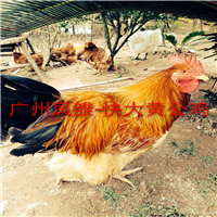 成都快大黃雞苗@重慶快大黃雞苗基地@貴陽快大黃雞苗養(yǎng)殖