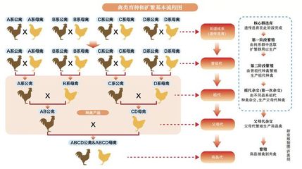 出海150年,北京鴨育種優勢回歸中國