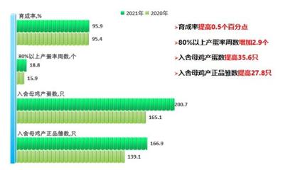 中國白羽肉雞種業高質量發展的精彩答卷
