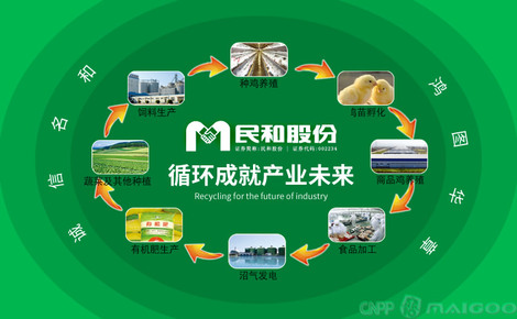 【民和食品】品牌介紹→民和雞苗_民和牧業