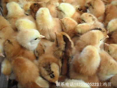 江蘇百正孵化場,常年面向全國出售鵝苗鴨苗。品種有揚(yáng)州大白鵝,_雞苗_海州區(qū)百正家禽經(jīng)營部 - 商國互聯(lián)網(wǎng)