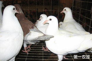 養鴿子要注意些什么 養殖鴿子的注意事項