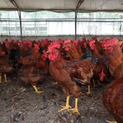 供應四川省廣元市九斤黃雞苗 九斤紅公雞苗 黃雜雞苗 紅玉肉雞苗批發價格