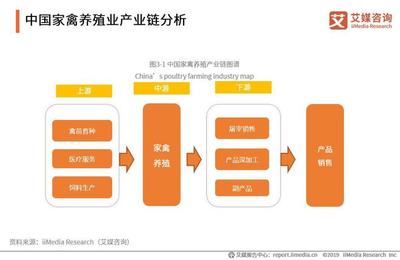 2019-2021年中國家禽消費市場大數據及飼養行業趨勢研究報告