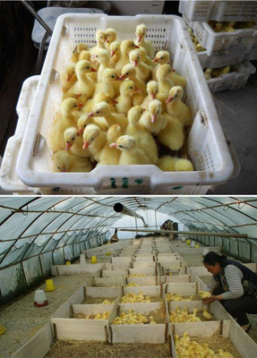 歡慶三花雜鵝生長速度快 鵝苗抗病能力強 耐粗飼