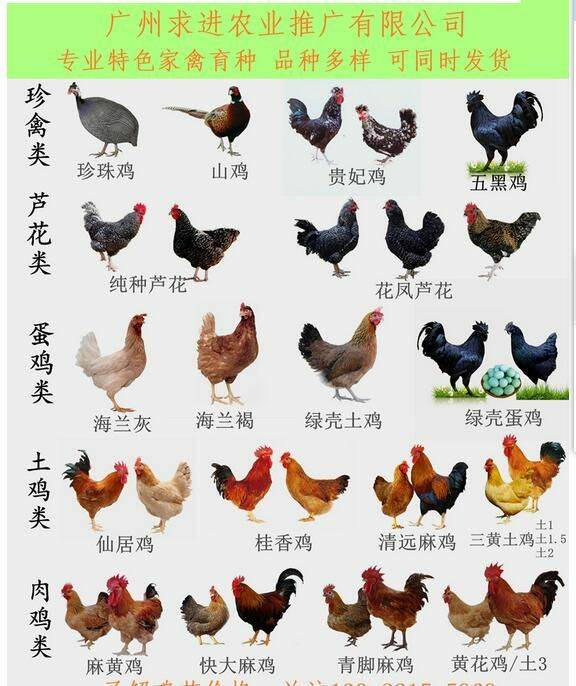 我準備想回廣西養雞慢慢來 需不需要辦手續 請問網上好友那.