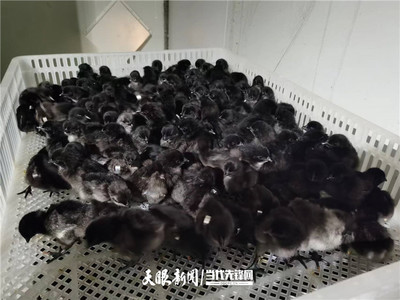 【大國"糧"策】貴州:科技育種,抓牢農業現代化種業"芯"