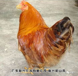 盤點全年最火的10只網紅雞,第一名居然是