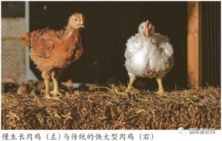 利潤的需求催生全球肉雞育種變革新動能