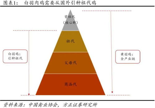 引種關注 今年1 2月肉雞引種量大幅下降,全年引種下降已成定局