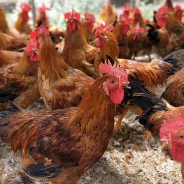 溫氏肉雞商城客戶版下載